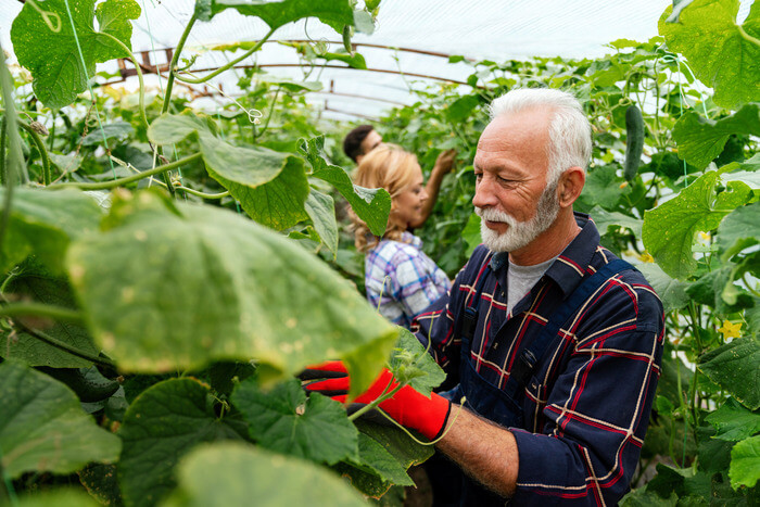 Senior man working with other adults in a greenhouse