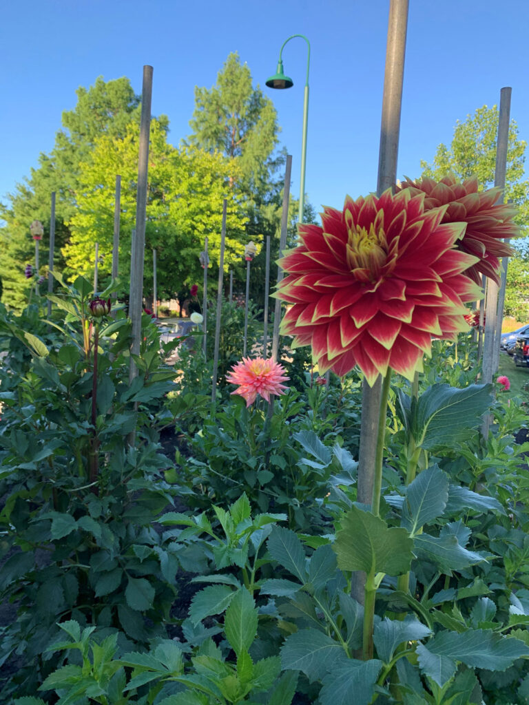 Gardening at The Village